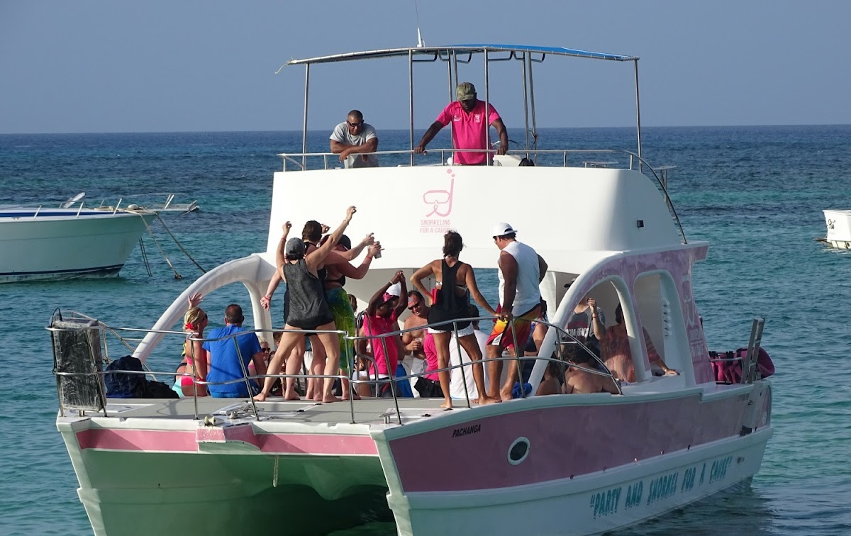 Pink cat punta cana