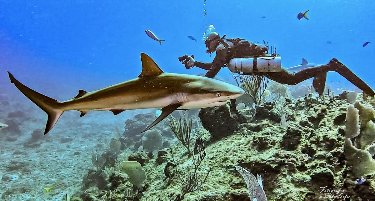 Dive Dominicana - PADI & IANTD Technical Diving center