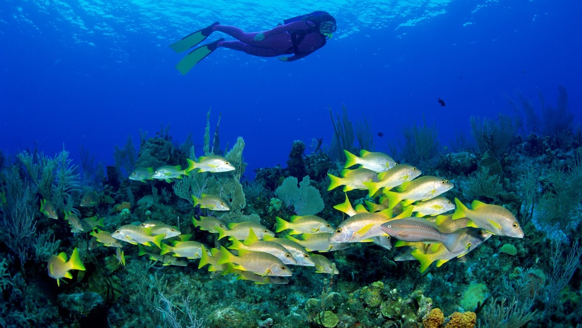 SeaPro Divers