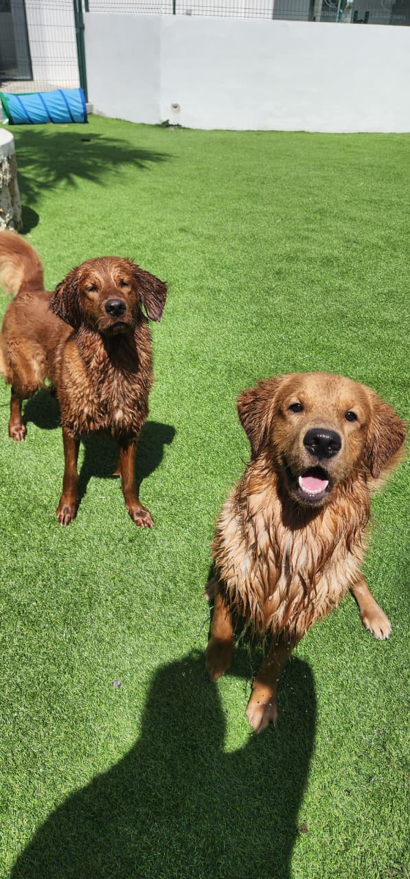 Ciudad Canina - Imagen 2